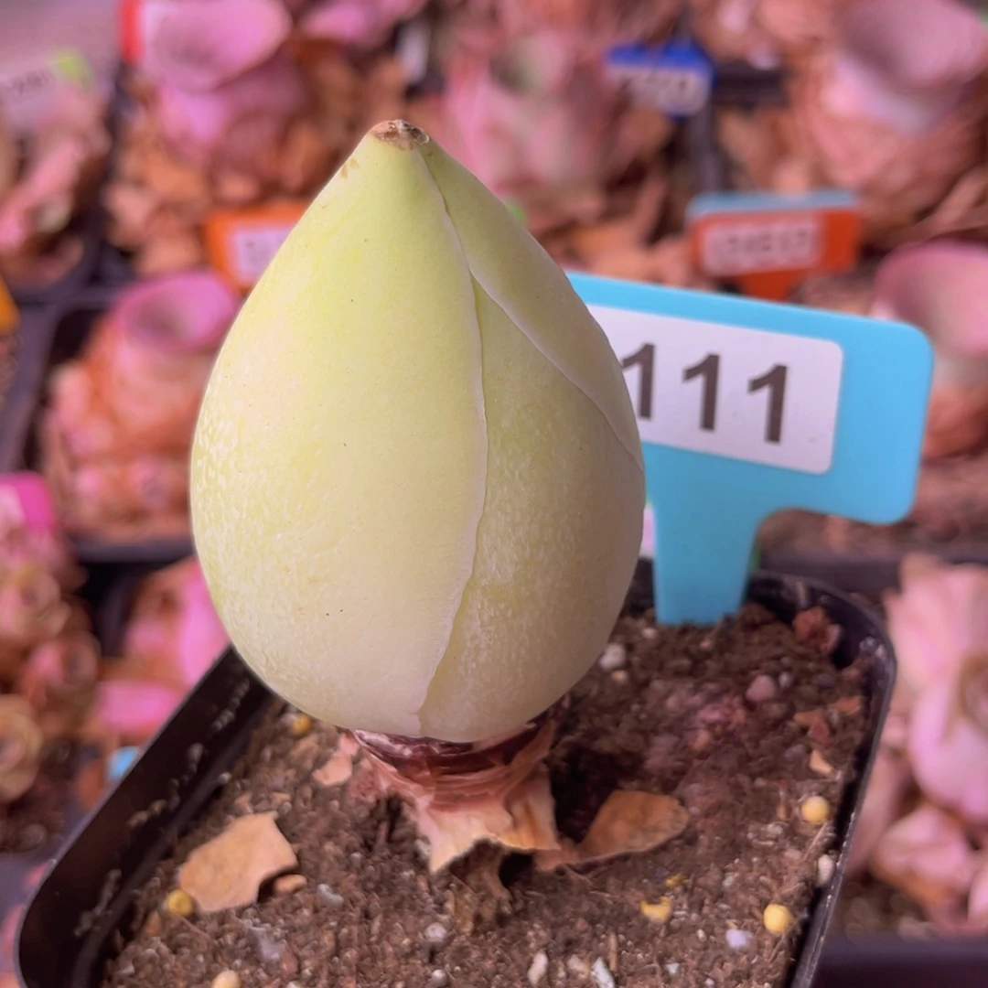 山地玫瑰一物一拍111