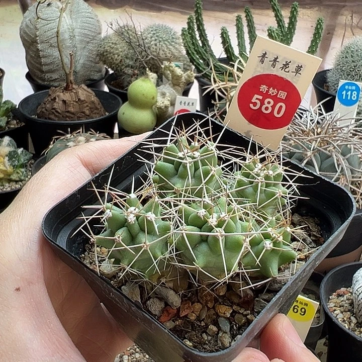 实生五头篝火虾群一棵仙人球
