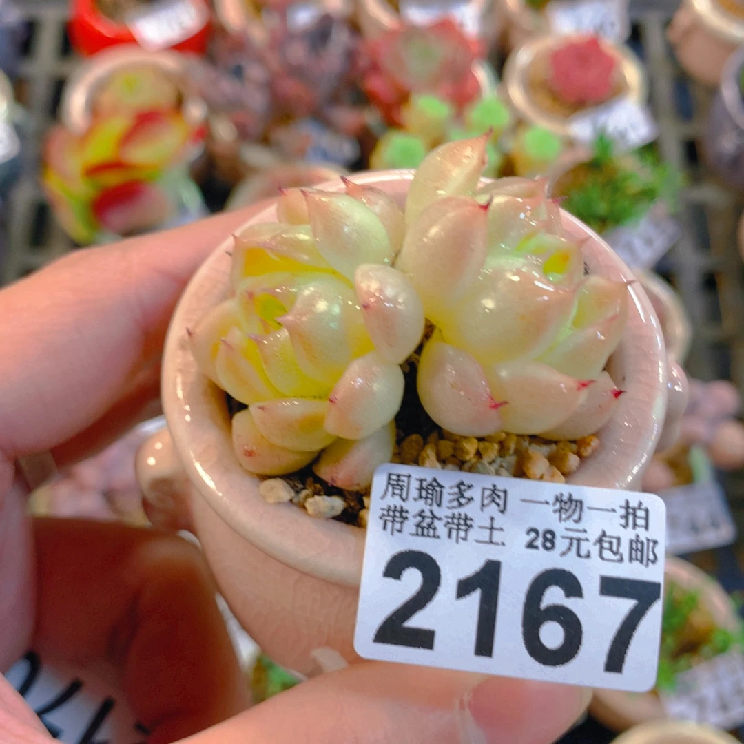 5厘米盆精控多肉2167