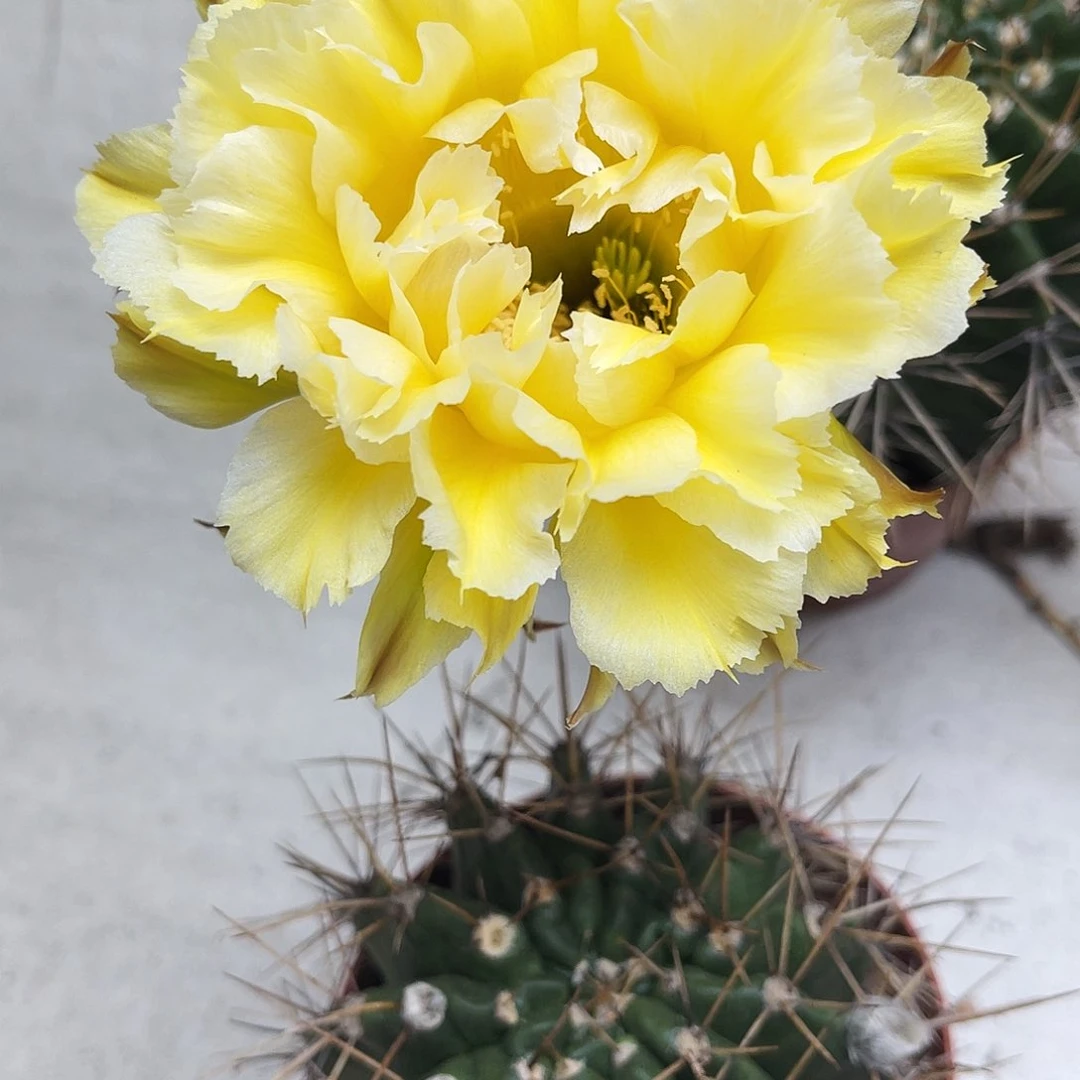 彩草黄牡丹8公分左右