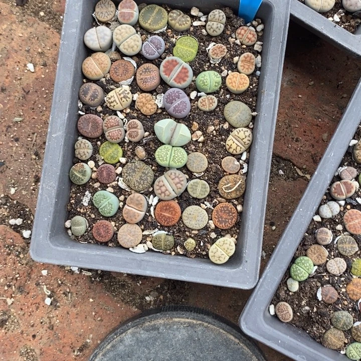 幽***猫生石花的季节到啦690