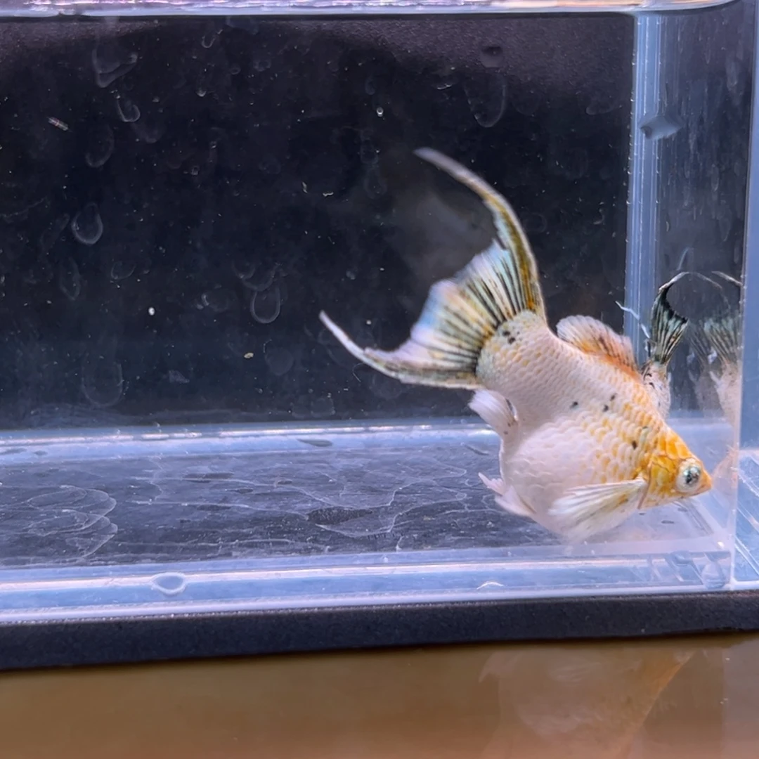 孔雀鱼玛丽三色一对