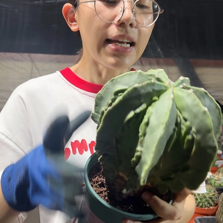当前无花栽培后可以开花7角老鸾（木质化）