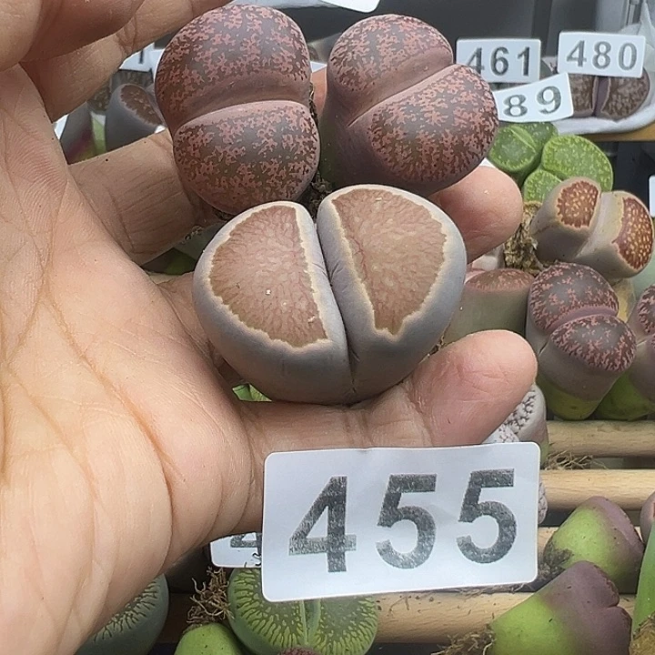 常*藤494下播福利11111111