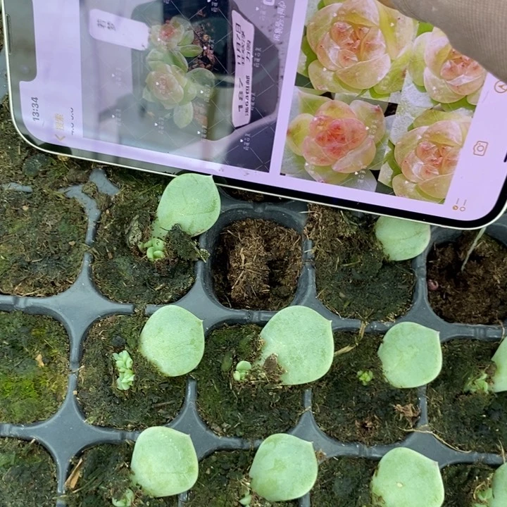 若梦803芽苗一个多肉