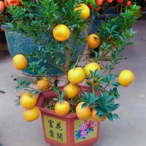 带花苞日本八房柑树苗盆景非嫁接盆栽庭院阳台种植四季常青绿植物
