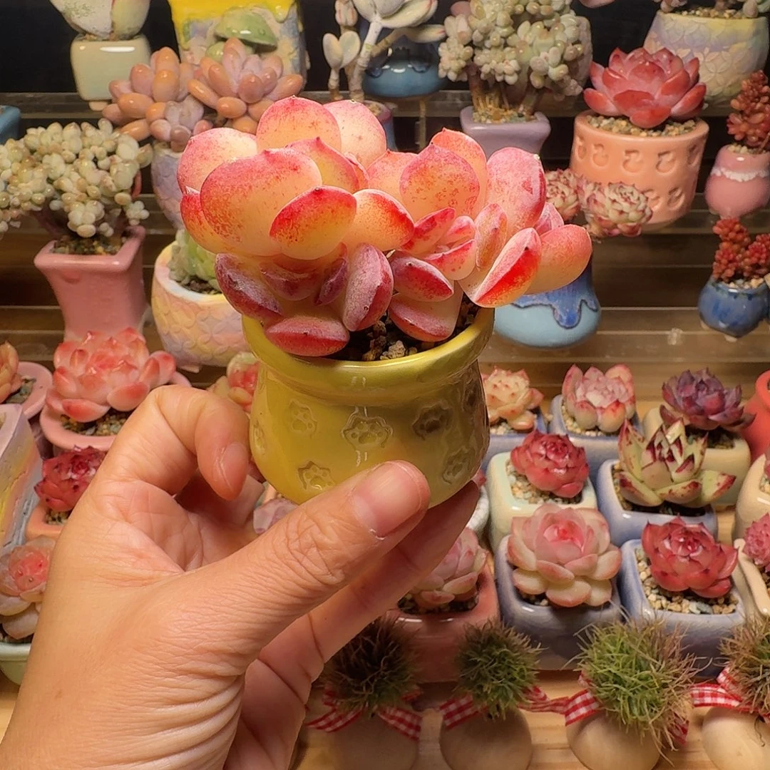 泡芙杂 多肉含盆土 一物一拍