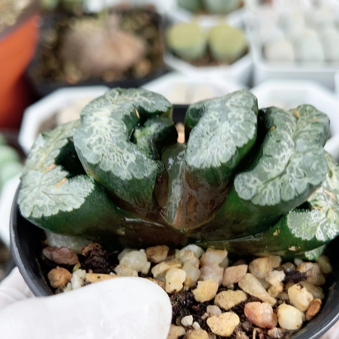 3000 好养易活生石花大母本9cm盆