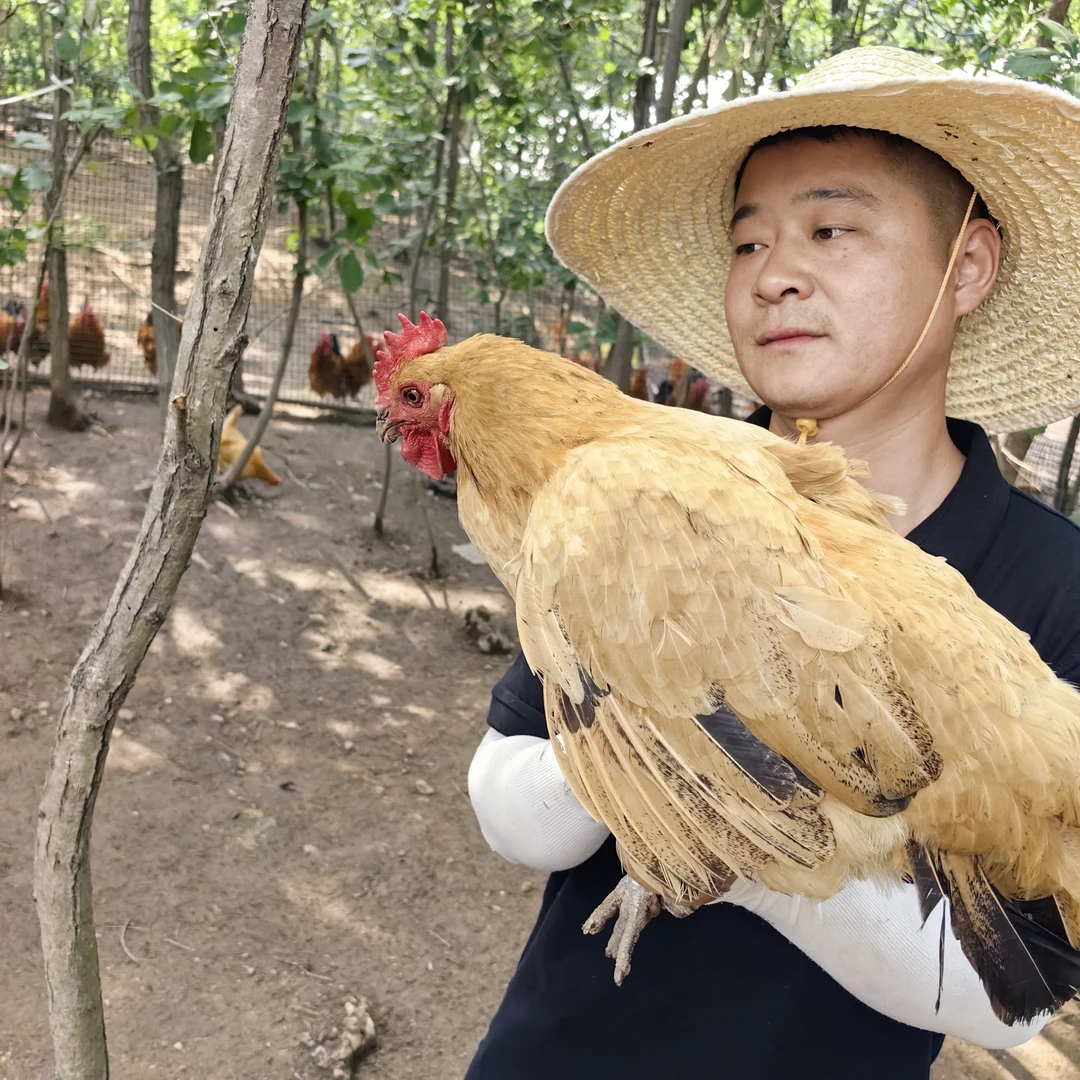 大别山正宗农村林下散养走地黄色母鸡宠物鸡 包冰率10%以内