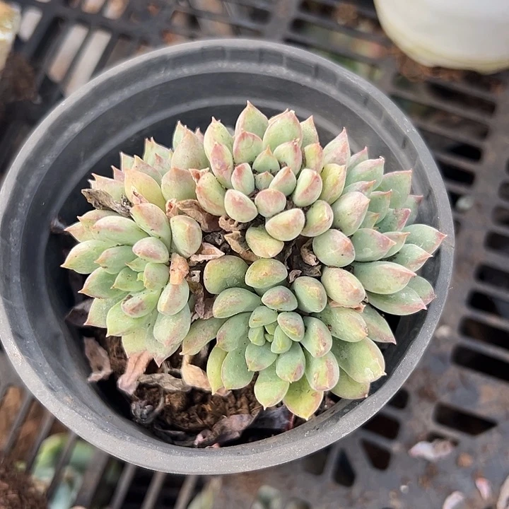 二代虞。