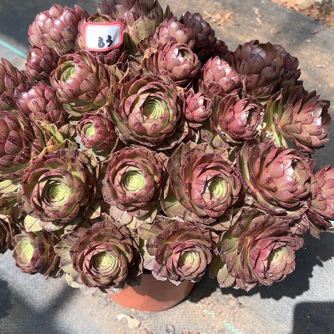 83万拉丝朵朵多肉植物绿植
