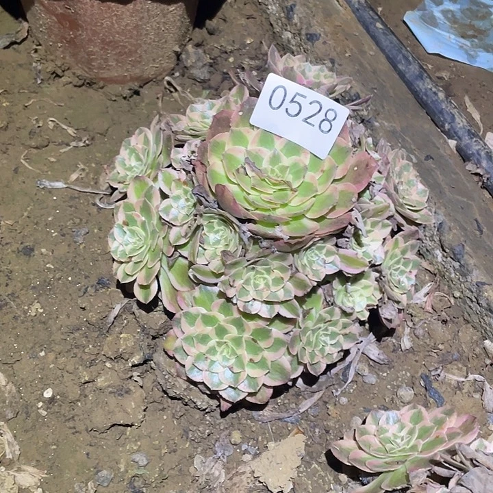 多肉植物法师528云荷
