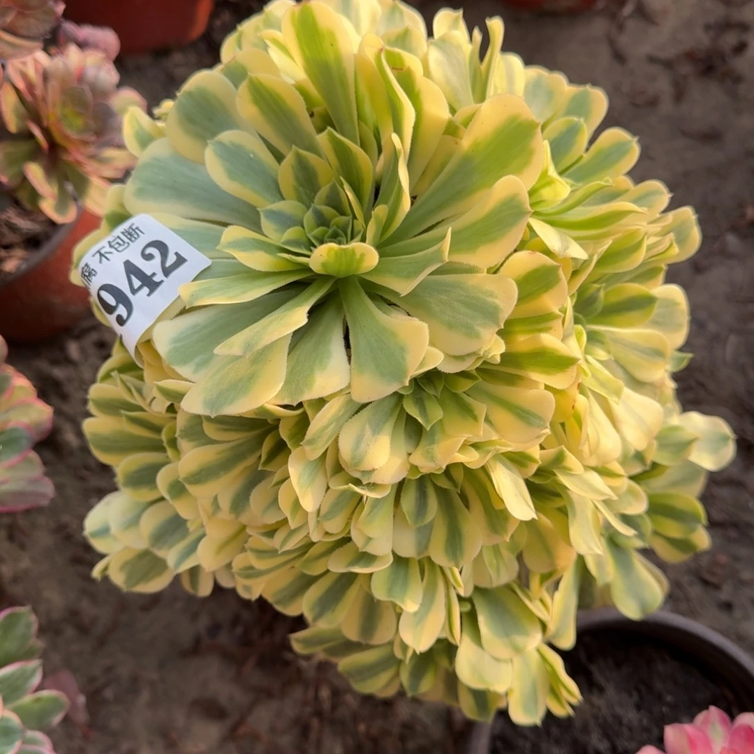 18-31法师金丝1942