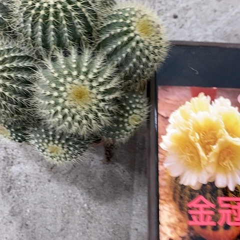 金冠仙人球，3579000