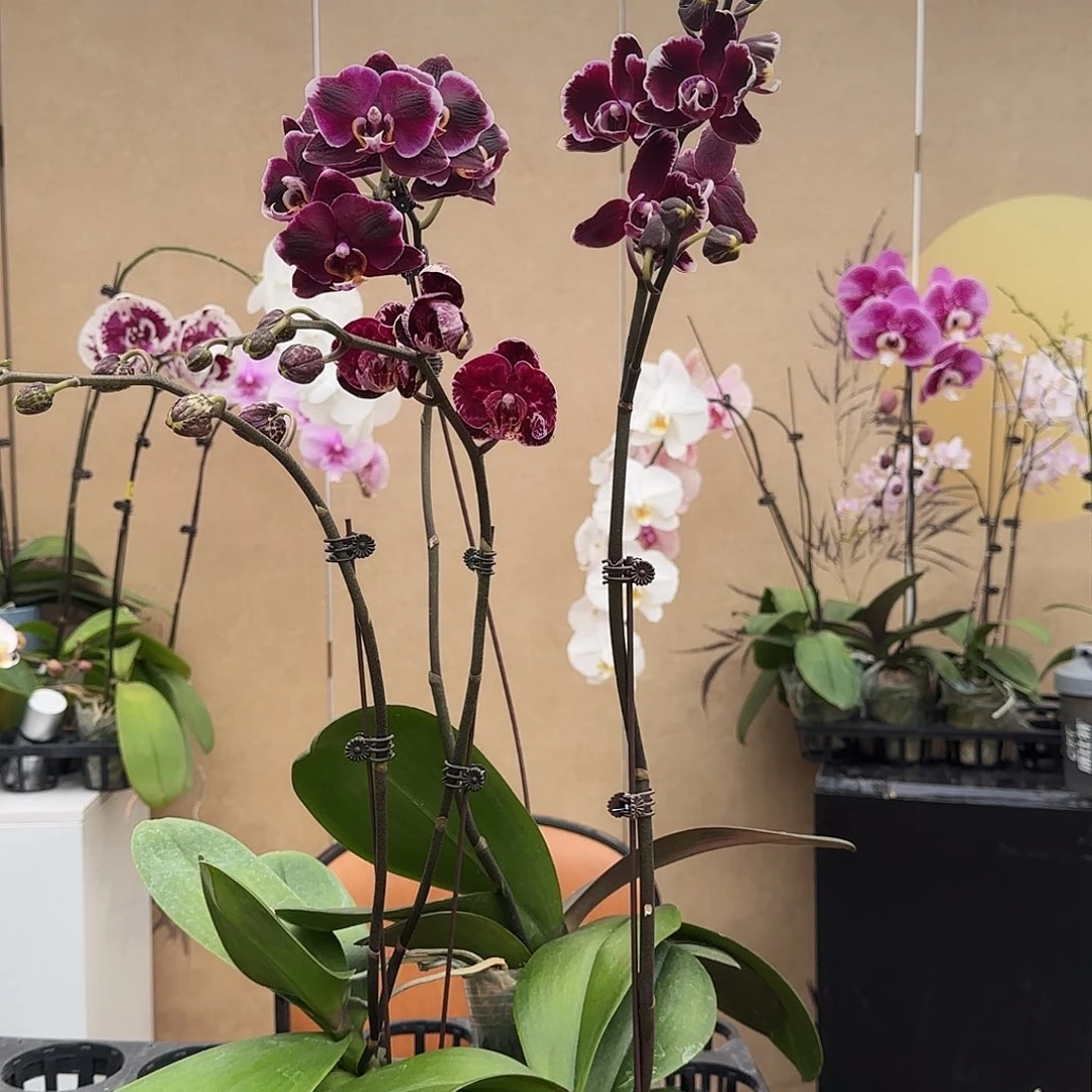 完全开放963三棵组合/变异黑花略微空根/黑花家族