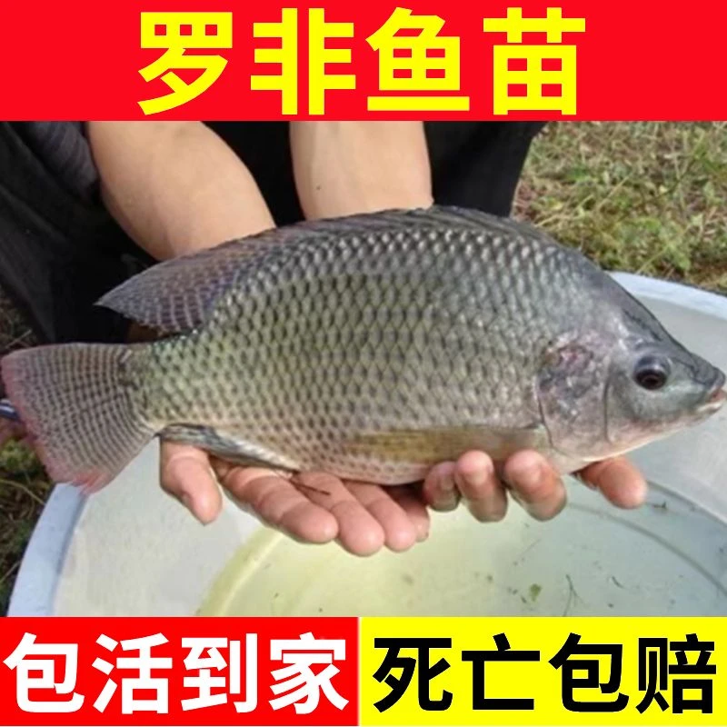 特大种罗非鱼苗淡水养殖抗寒耐高温生长迅速包邮包活