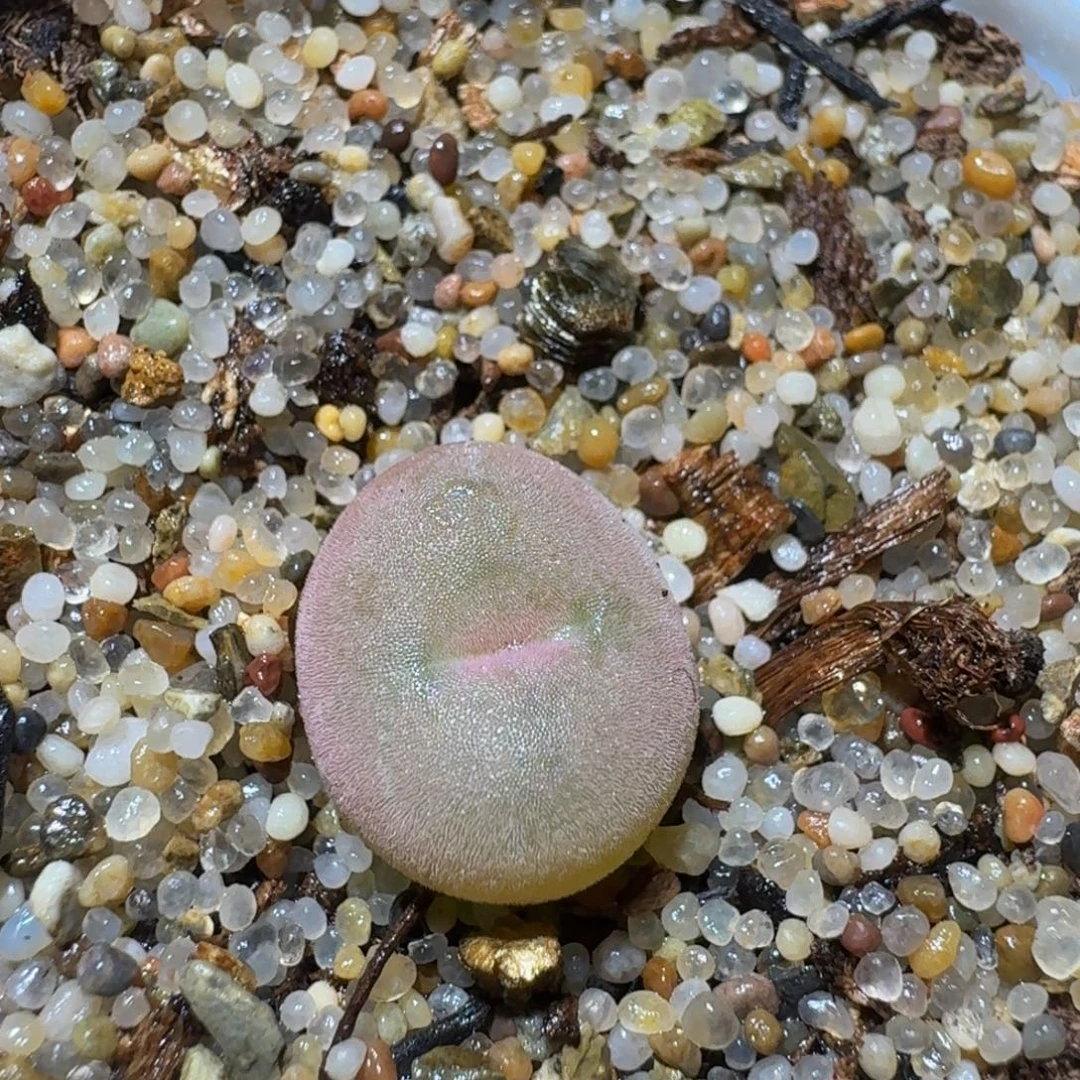 Sssss精品生石花709