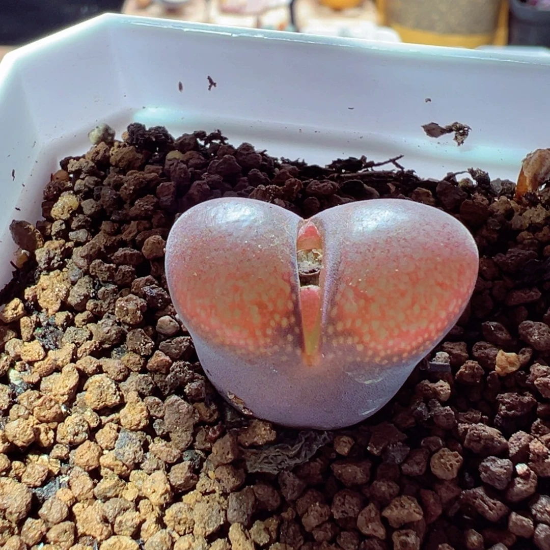 1123-200多肉多肉肯哈德