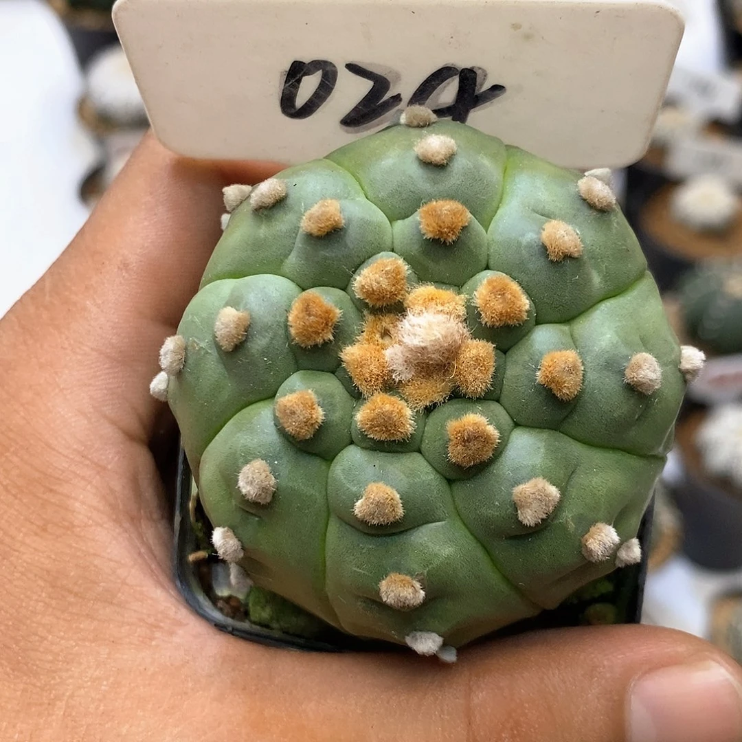 024大龟甲特价来了啦