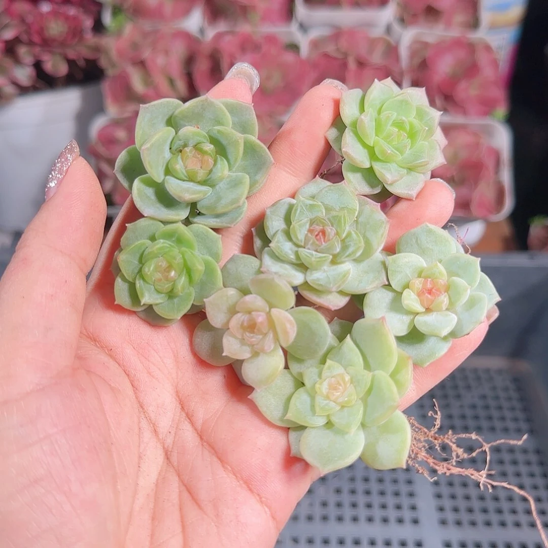 0711,--48糖心珍妮