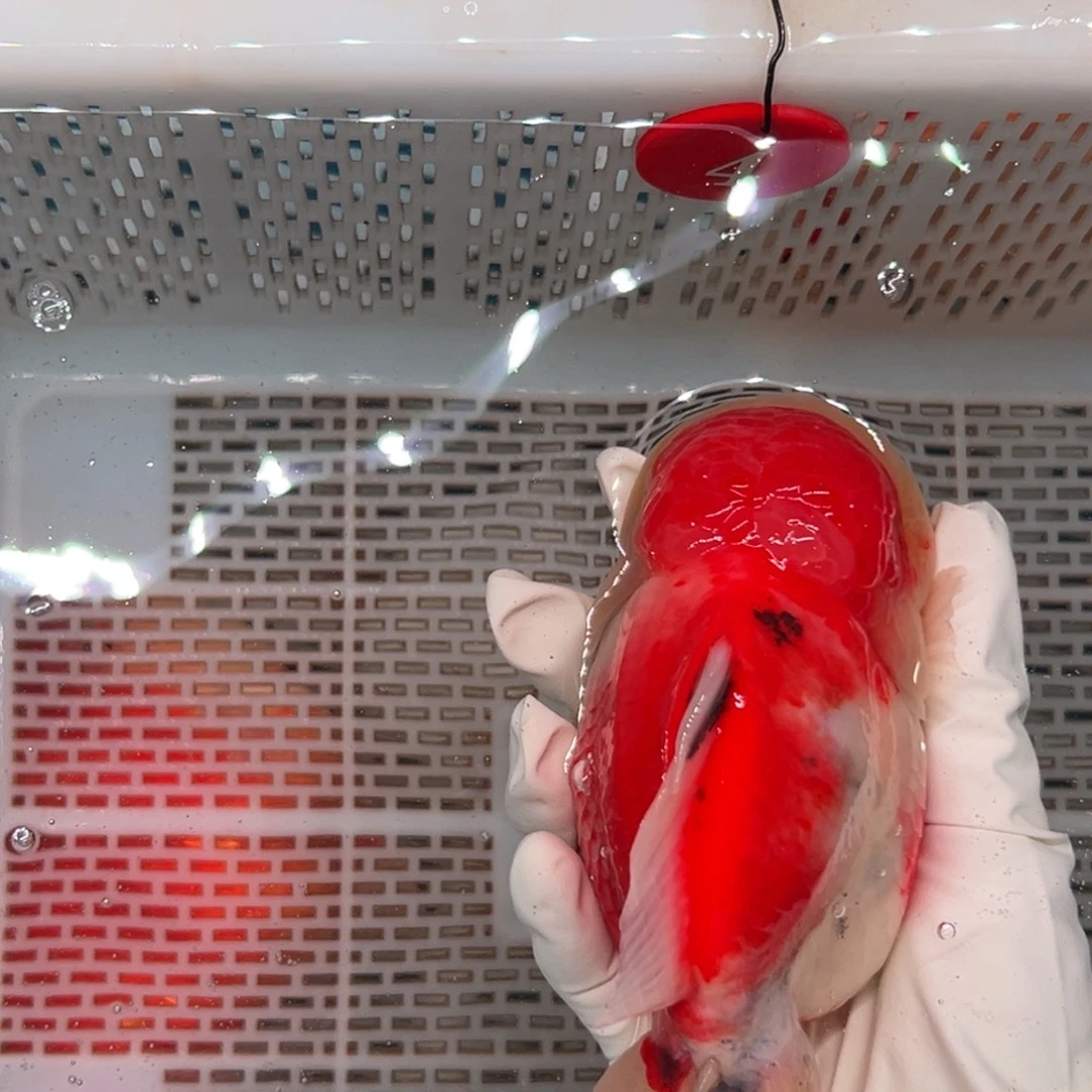 張****海水鱼你们先睡会呗明天