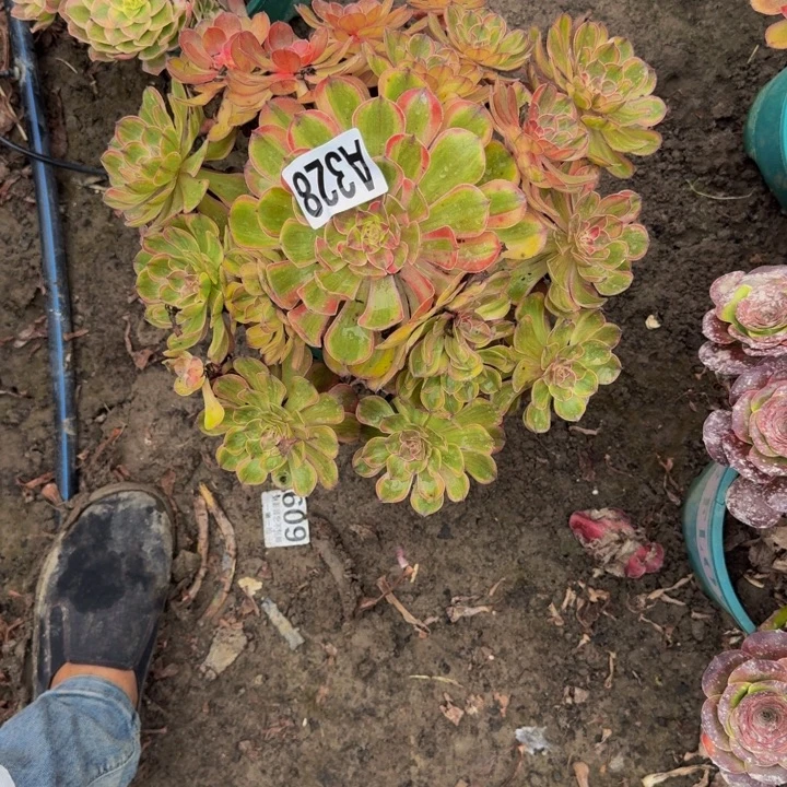 万七彩花25-26包邮花花