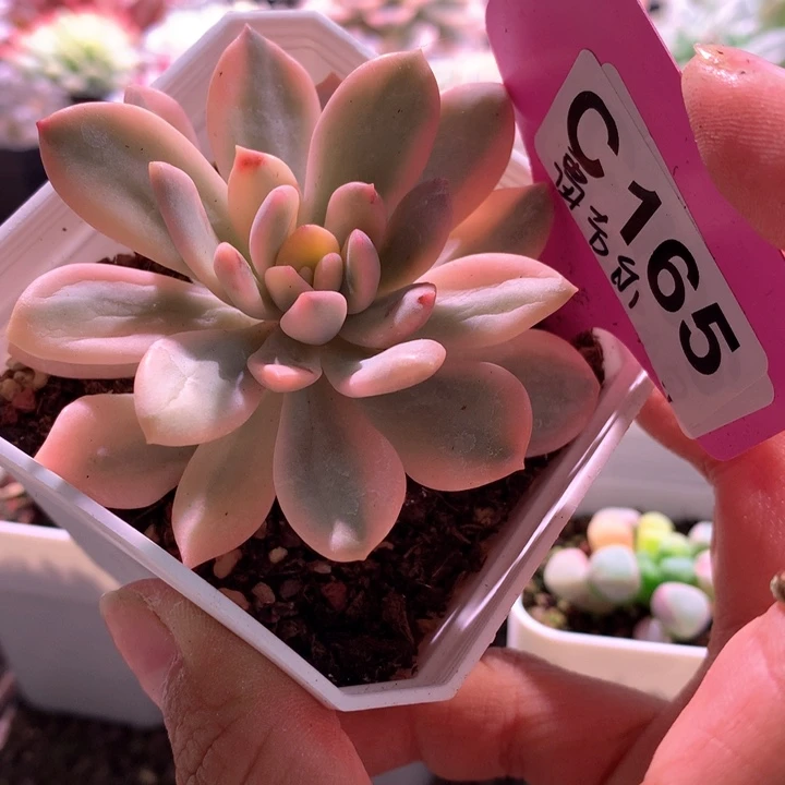 雷吉尔覆轮锦有根