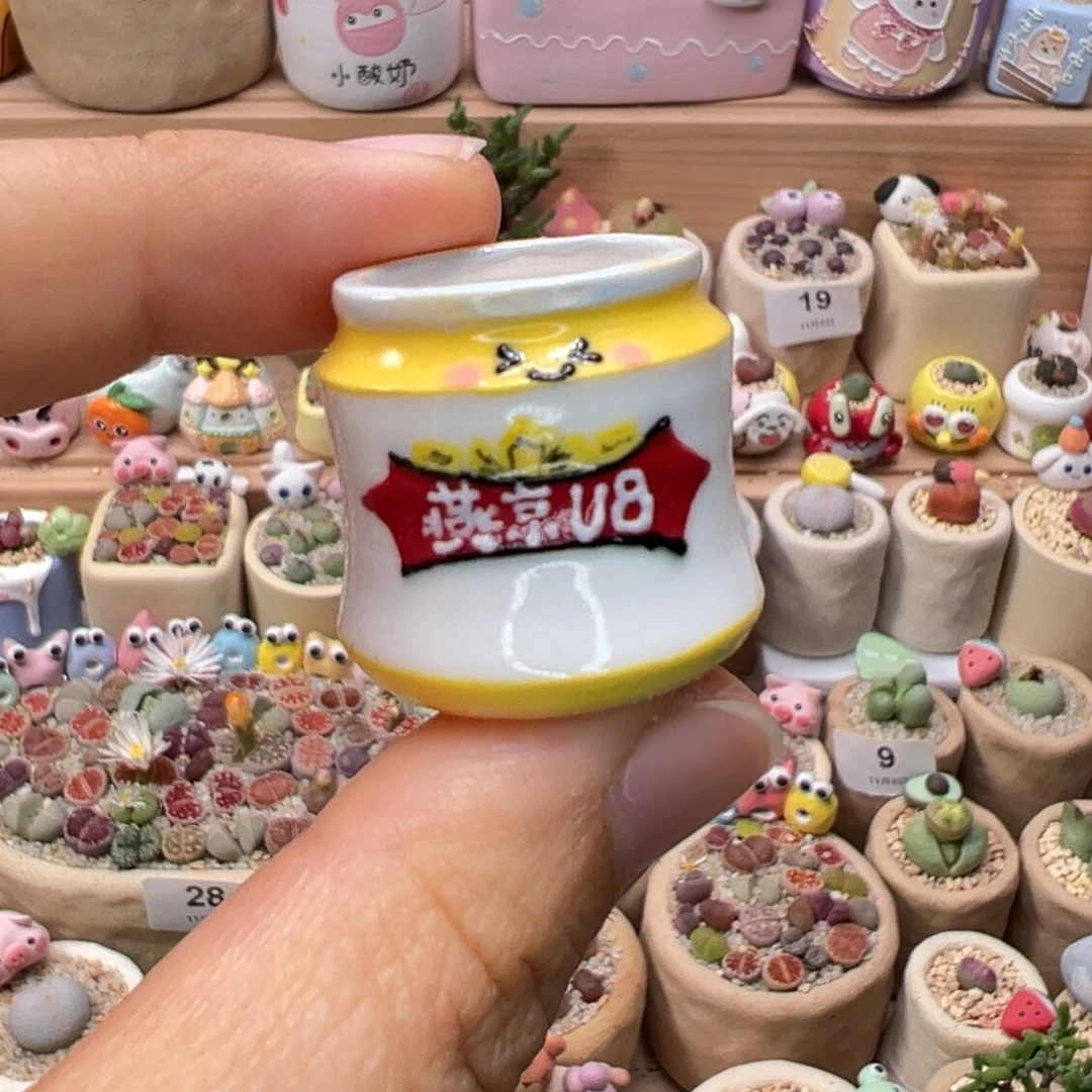 多肉植物94号种好