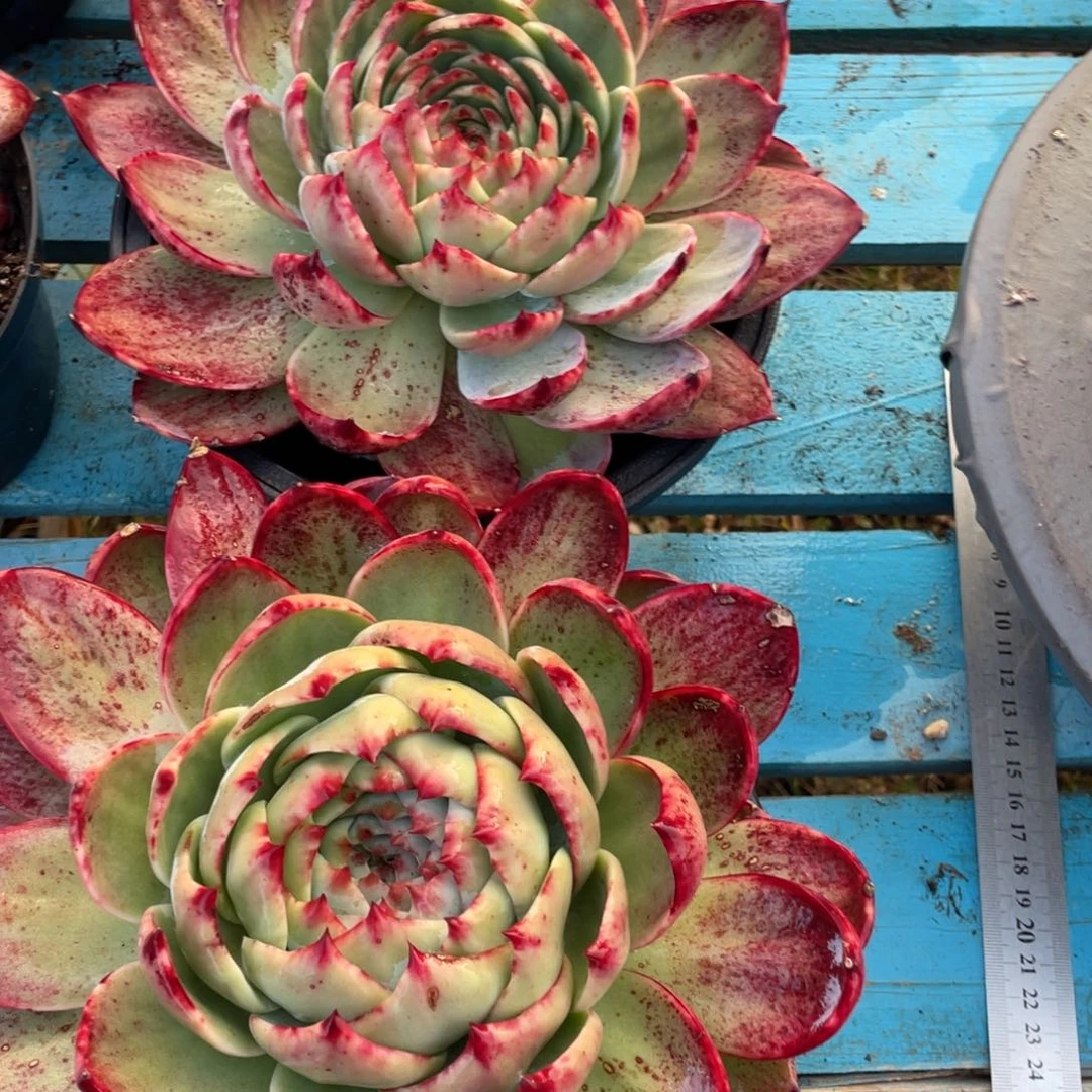 ！***惊鸿仙子两颗瑕疵福利