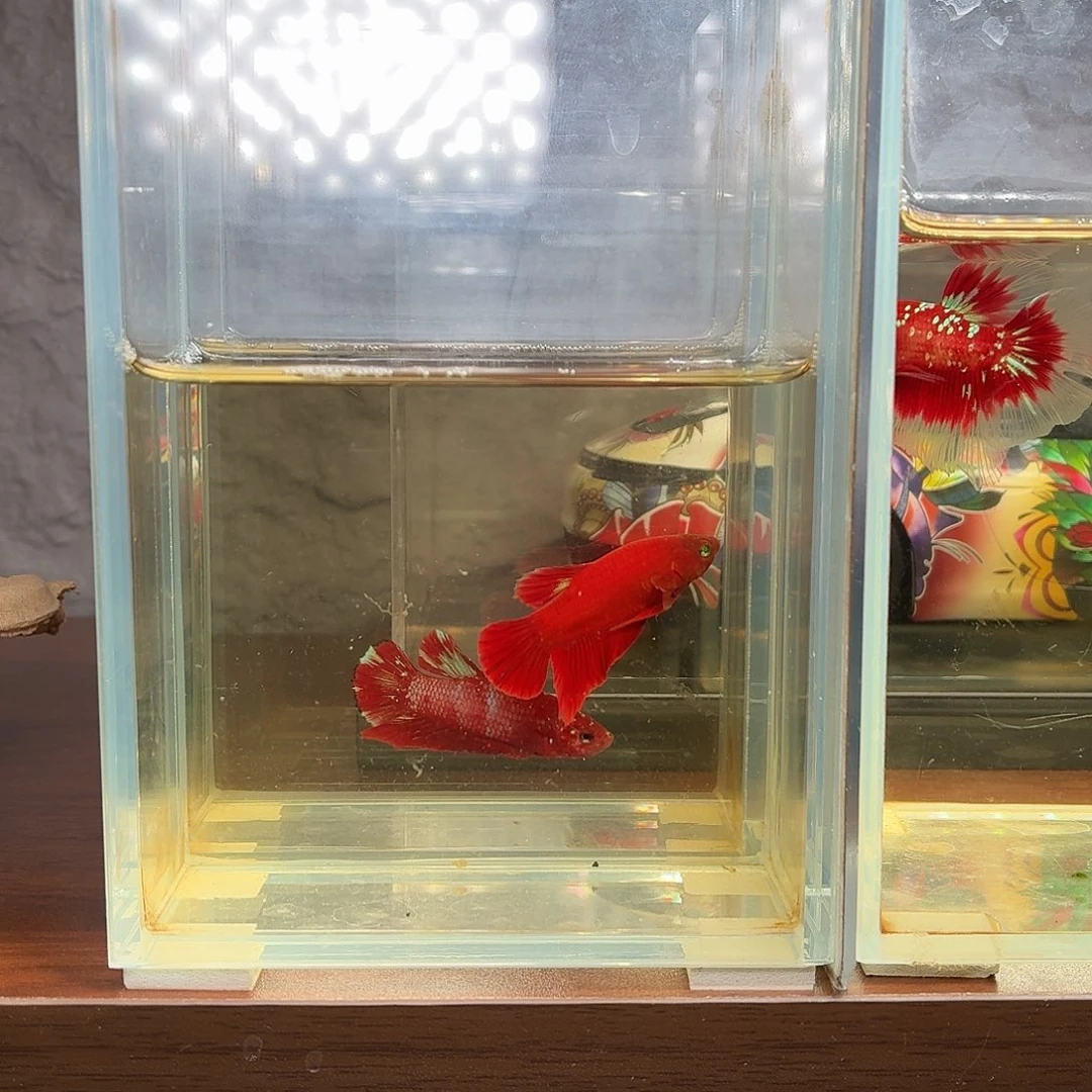 斗鱼红魔将军公鱼