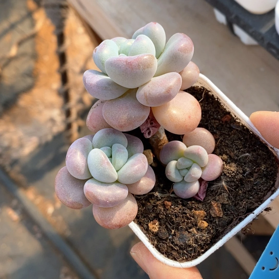 精品多肉一物一拍不包整120