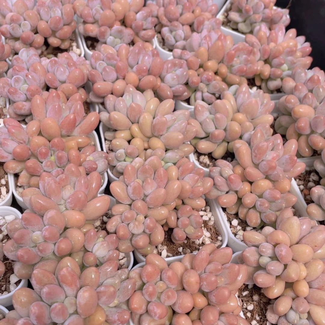 量拍42号 汤圆小群生一个