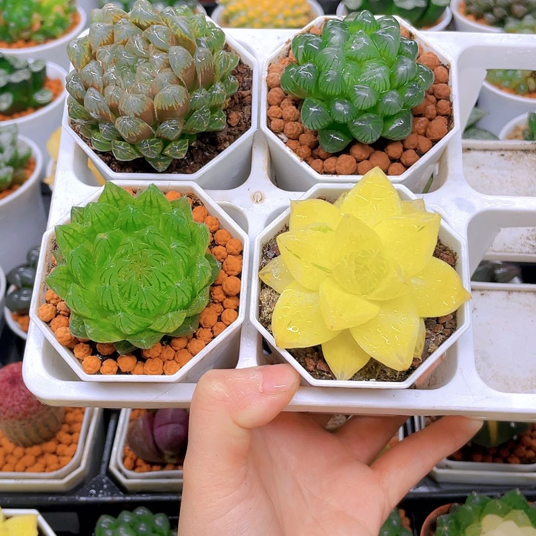 玉露四件套多肉，白盆