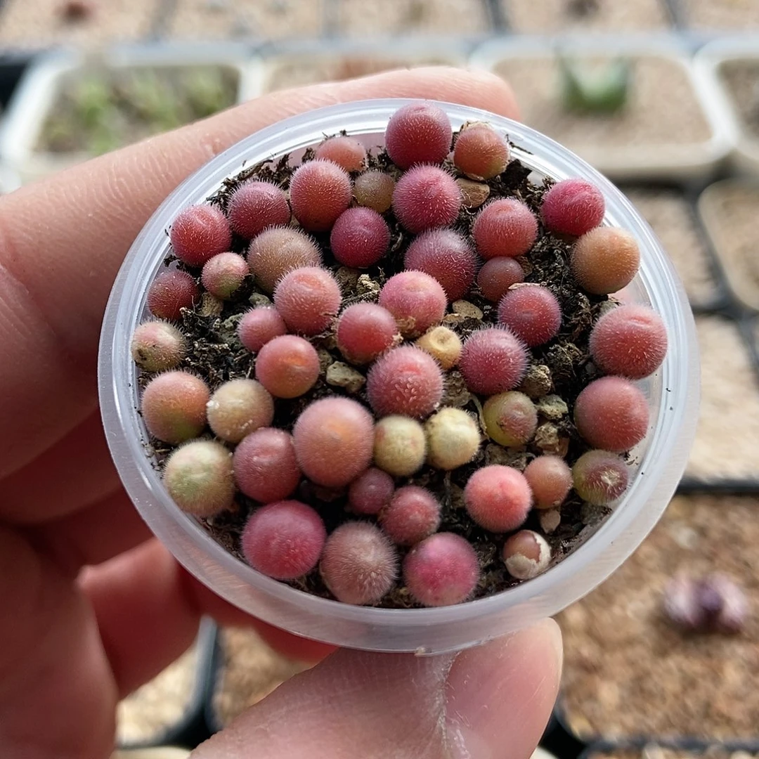 紫毛球30颗满35包邮