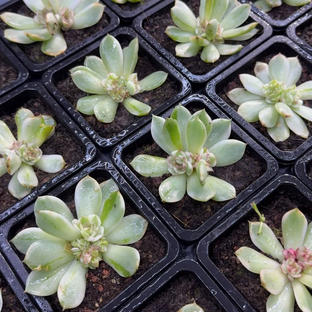 黑水晶底座多肉锦多肉