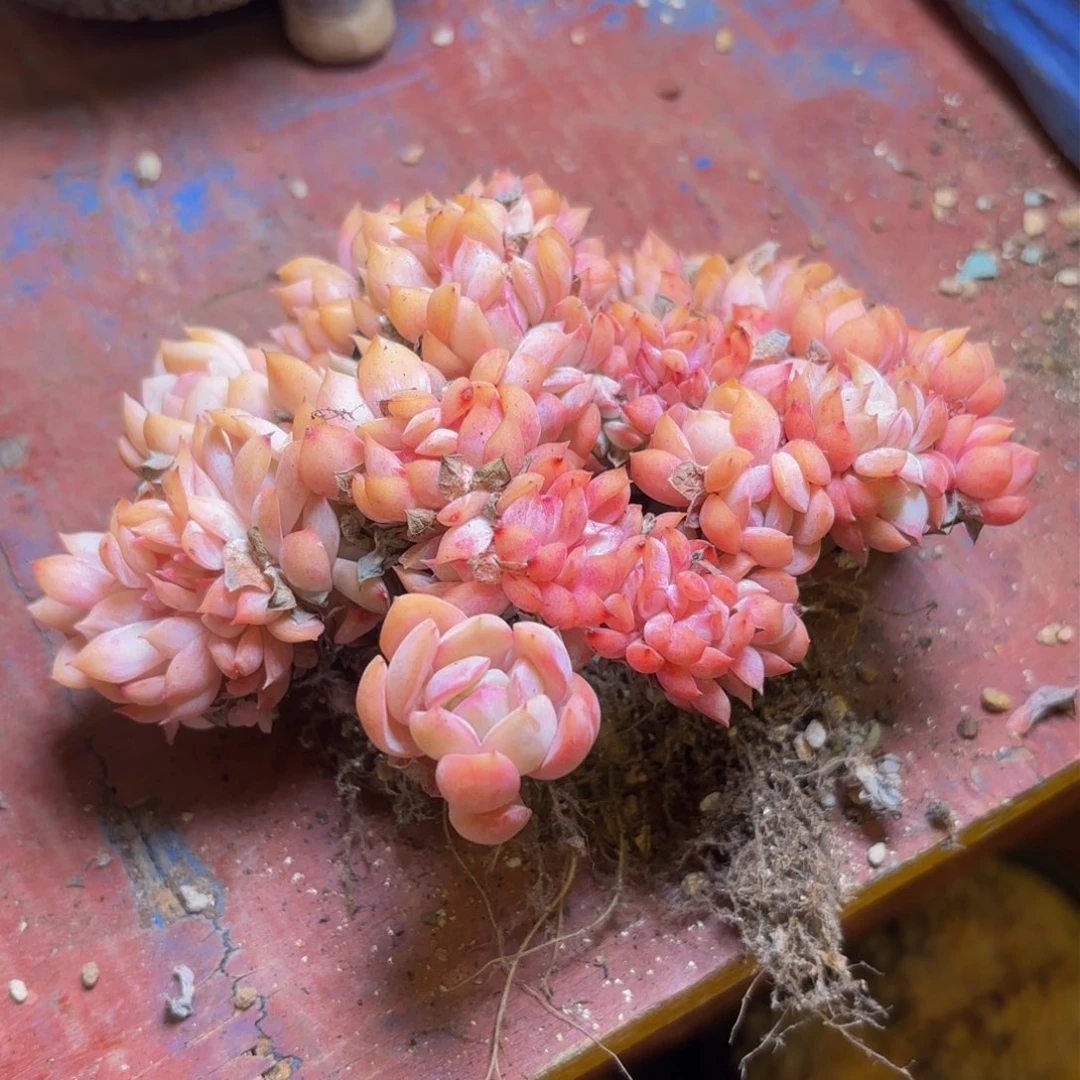 爱**哈哈哈哈哈哈哈哈哈哈哈