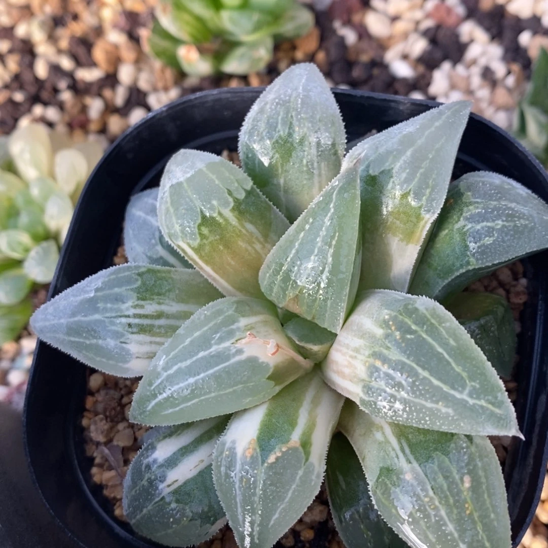 一颗实生磨面寿锦。