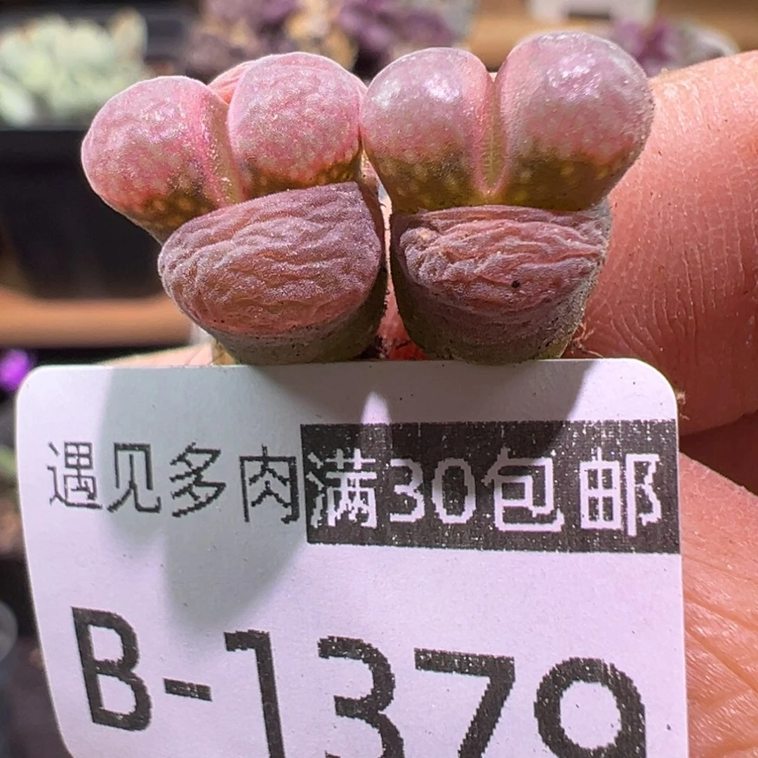 多肉植物1111111111111