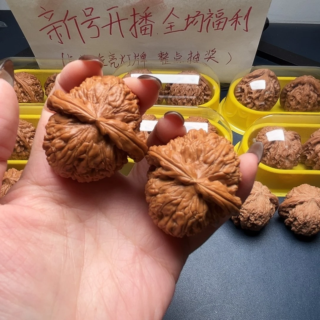 核桃42尺寸白狮子