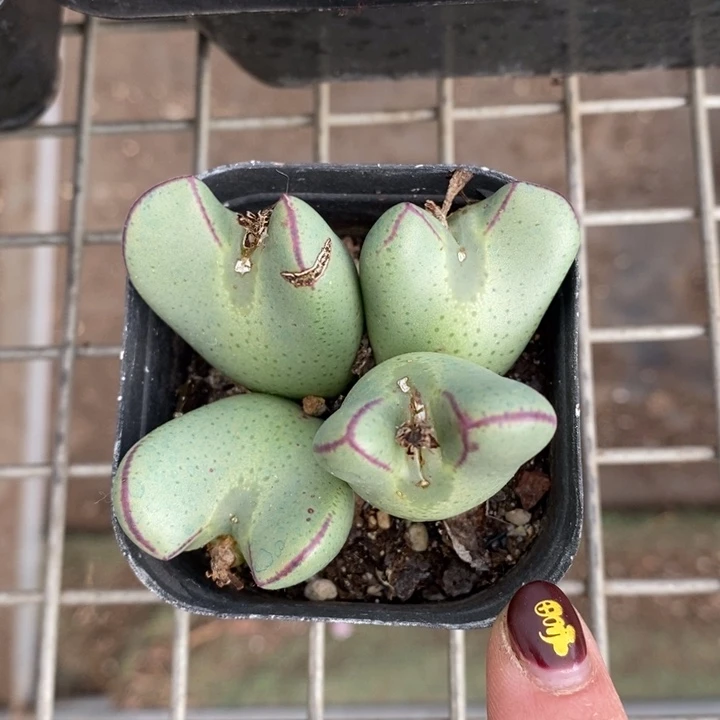 伯克利和格蕾纳的故事也是