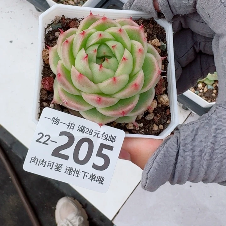 麦秆无盆土无盆土发货