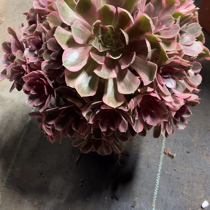 多肉植物男神锦……