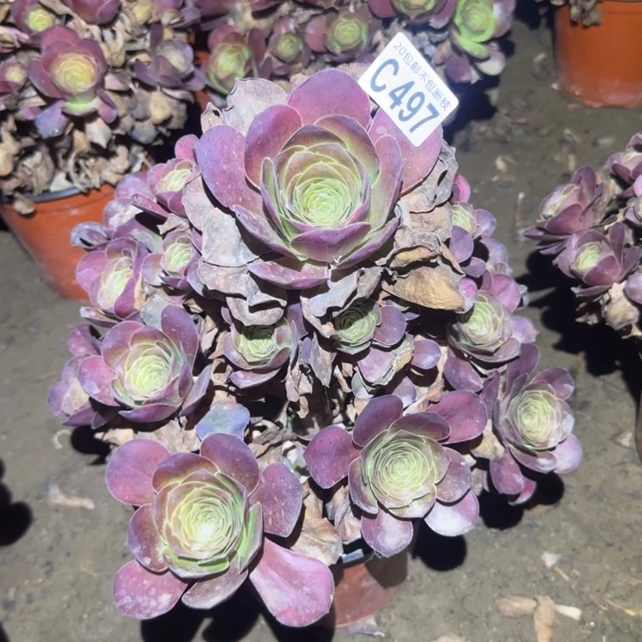 魅金……多肉植物的