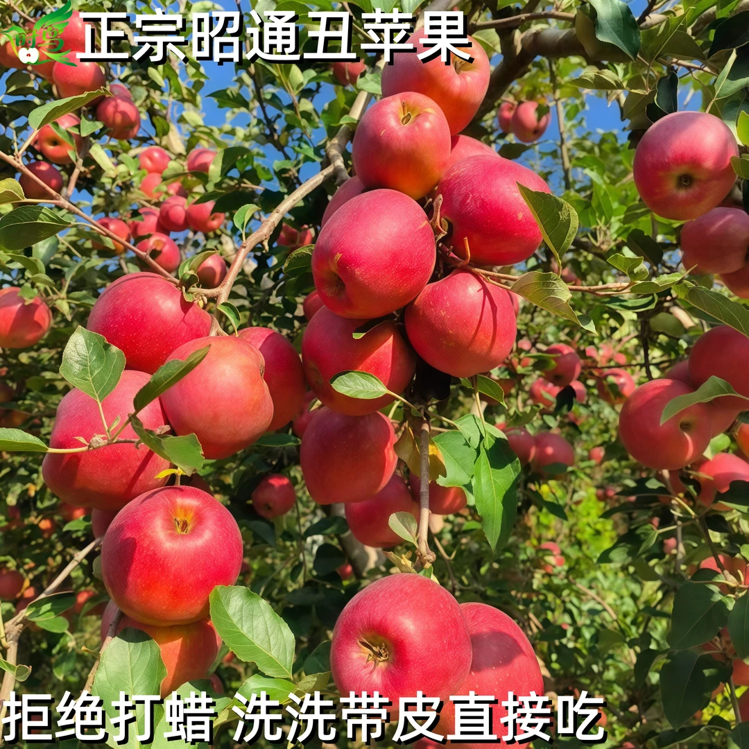 新鲜冰糖心苹果现摘云南昭通高山丑苹果果园直供当季鲜果小孩爱吃