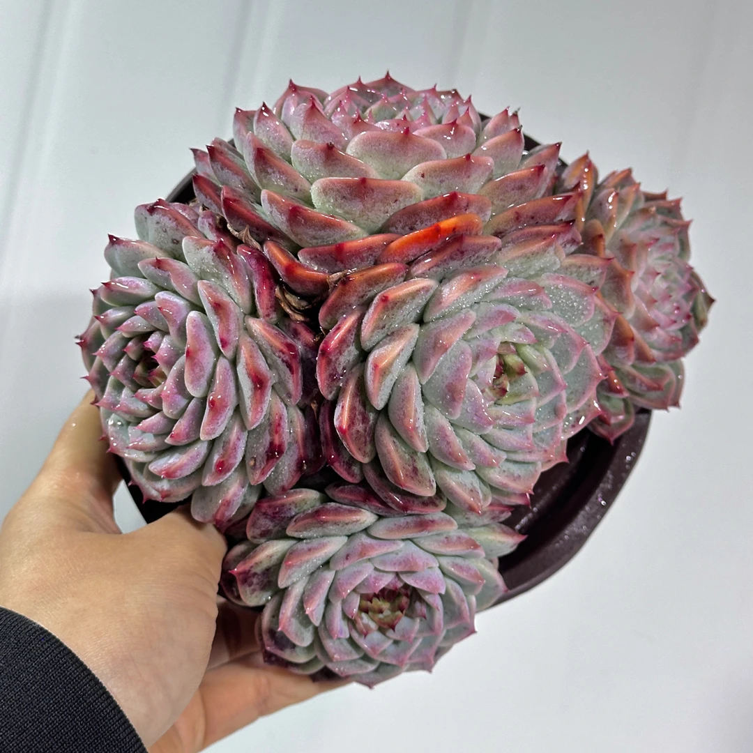 天鹅绒多头精品多肉多肉盆栽山地玫瑰