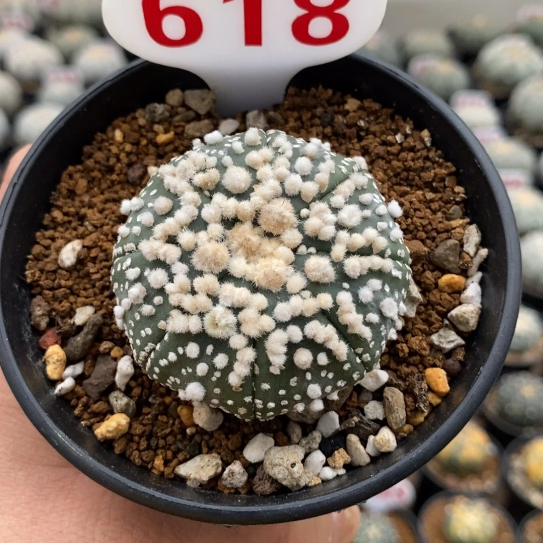 618顶绒花园福利来