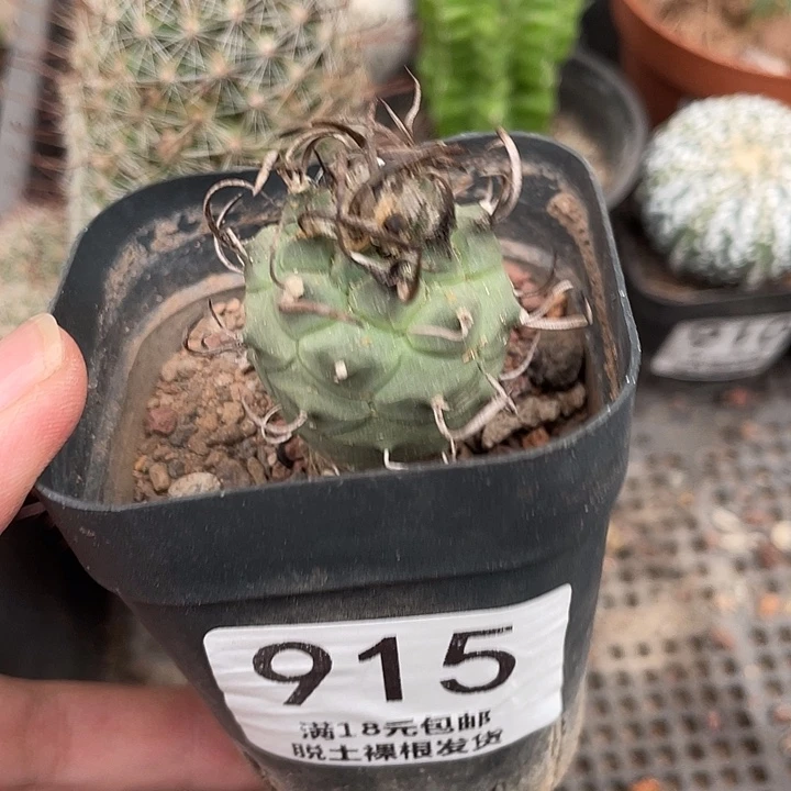 915升文龙娇丽 仙人球开花