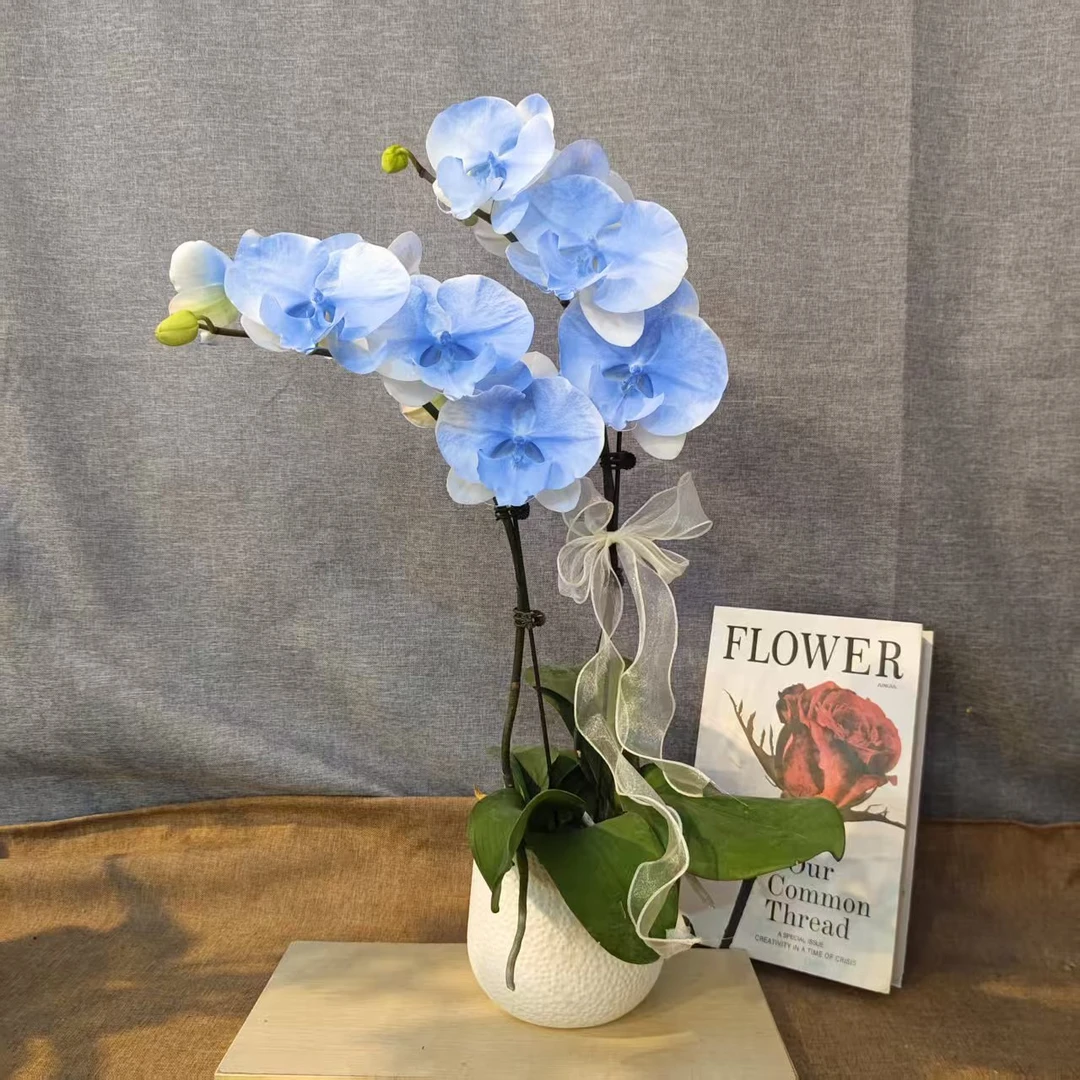 【天空】蝴蝶兰室内种植观赏送礼带花发货基地直发—喷染