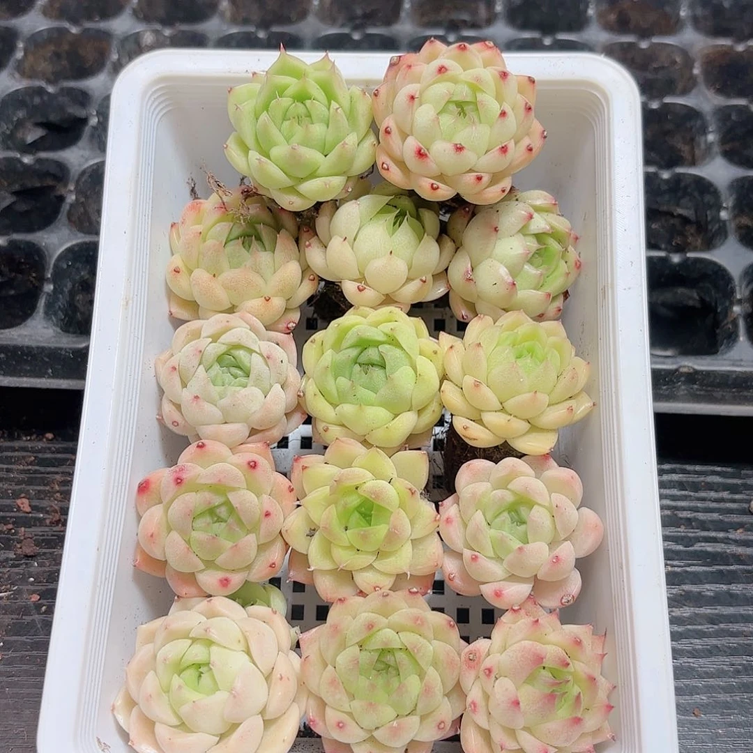 如图品质 21颗 麦秆新疆西藏 内蒙不发货