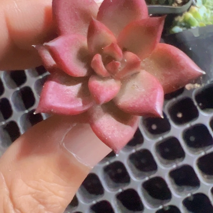 罗宾精品多肉植物